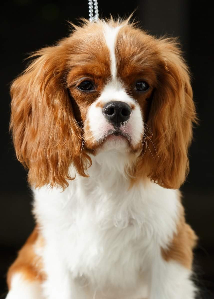 Cavalier King Charles Spaniel Parents - SMALL WORLD PUPPIES